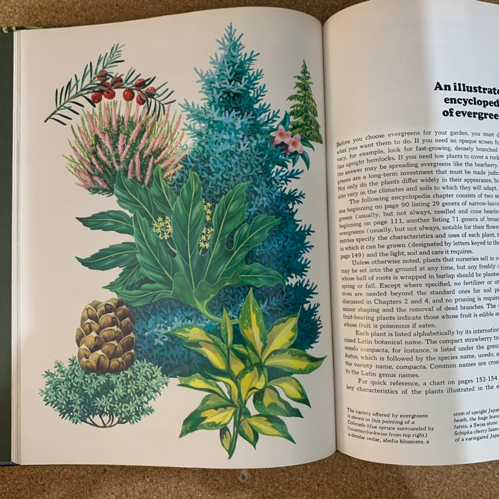 The life time  encyclopedia of gardening | Evergreens