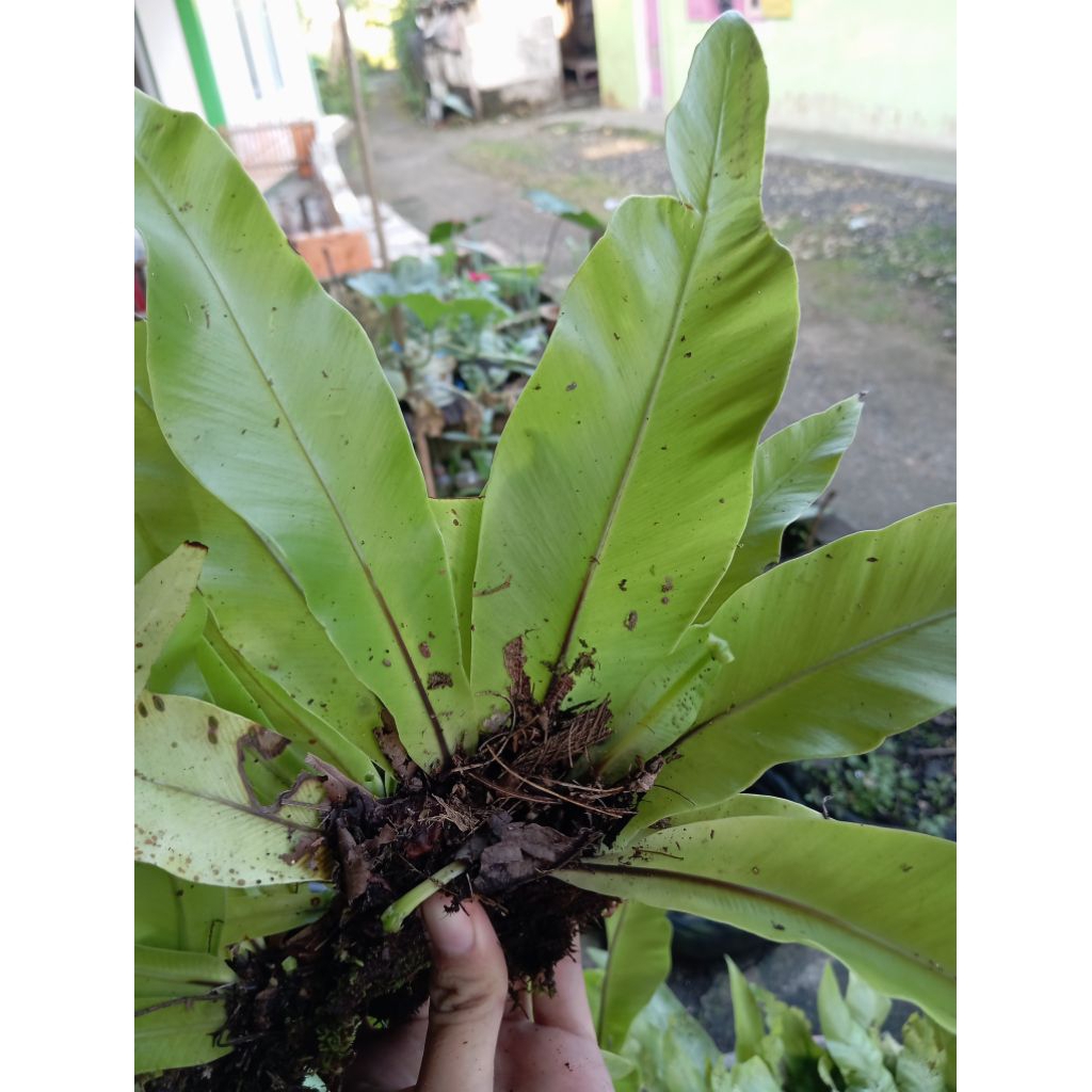 Tanaman Hias Kadaka Mini Sp YL - Pohon, Darat, Hiasan Aquascape