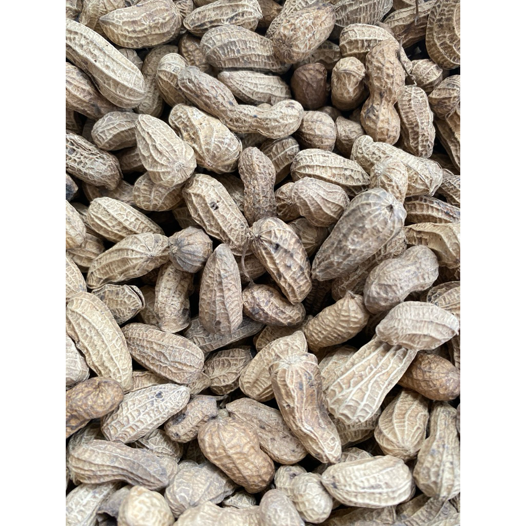 kacang goreng kulit sangrai