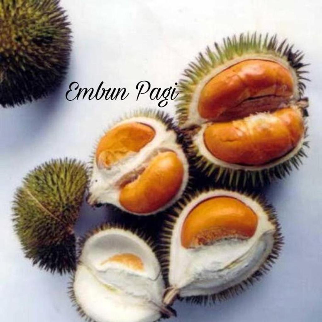BIBIT TANAMAN DURIAN LAY SUPER UNGGUL