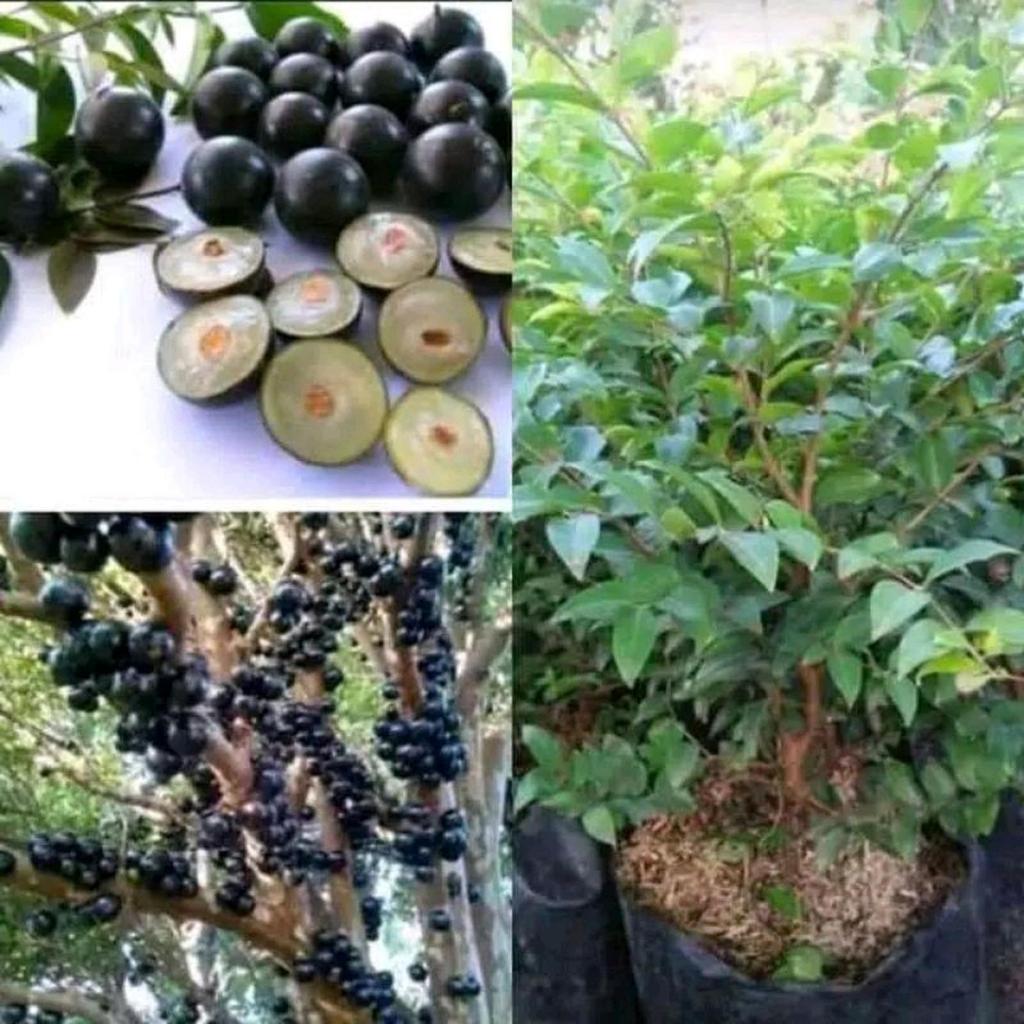 Bibit Anggur Pohon Freco/Anggur Brazil Cepat Berbuah
