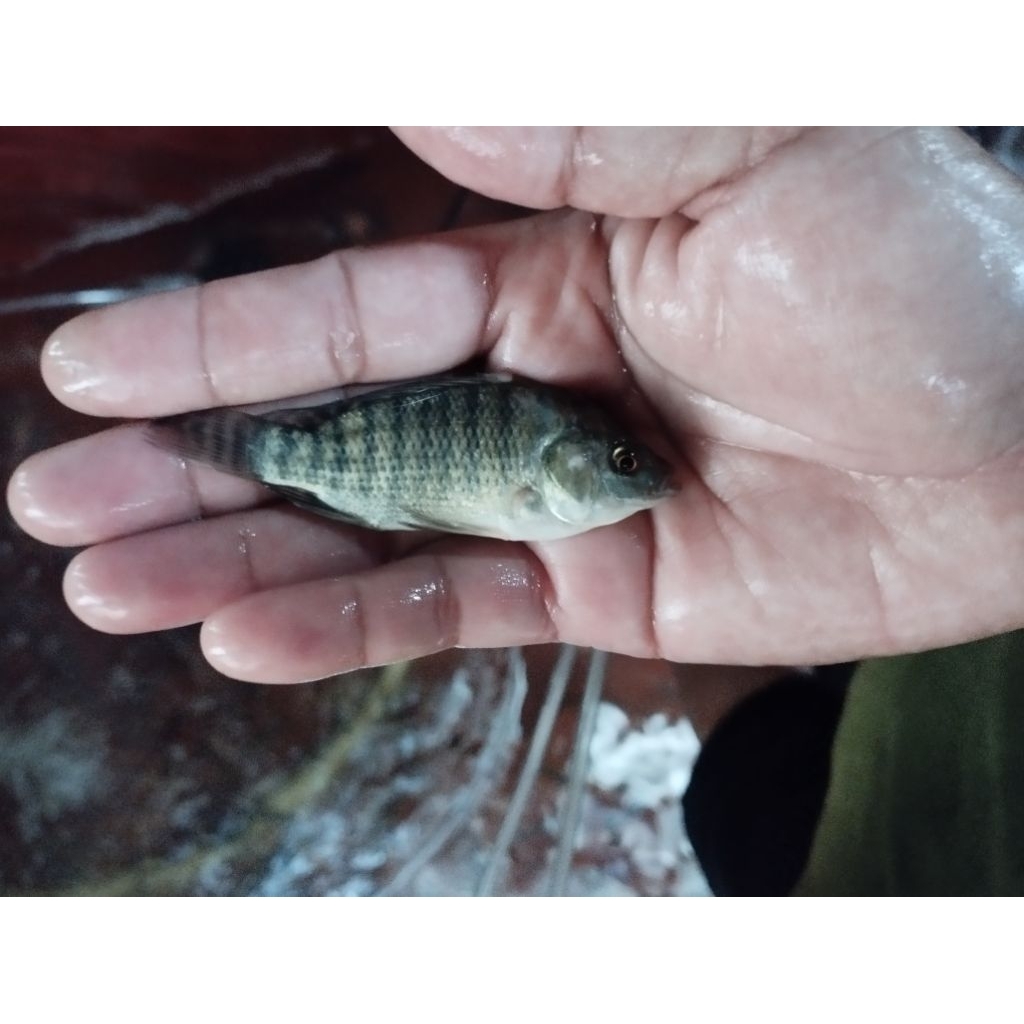 bibit ikan nila hitam/ mujaer ukuran 1jari