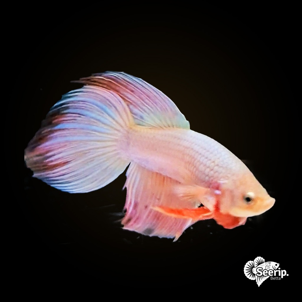 Veil Tail Pink Metalic | Seerip Betta