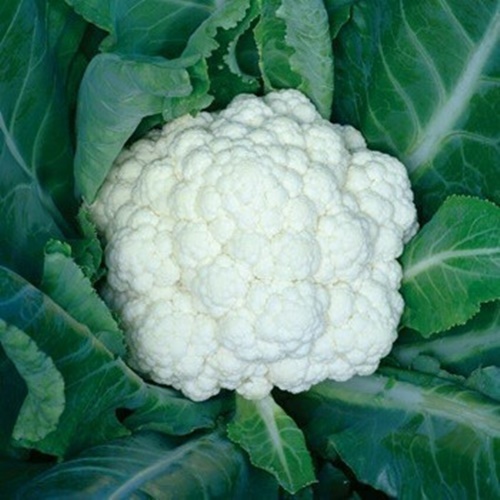 15 Biji Benih Kubis Bunga TM KIRAN