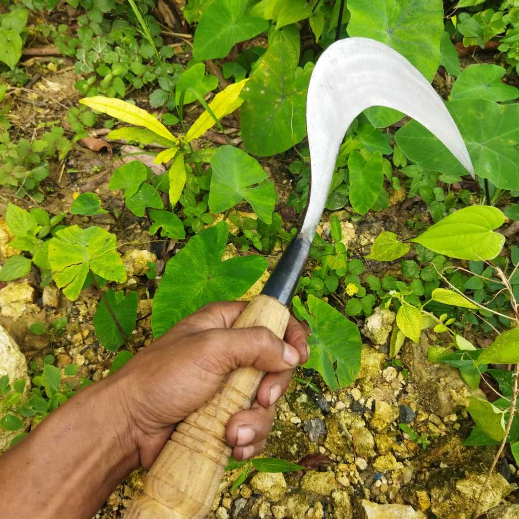 Sabit Arit Rumput Model Madura Original product