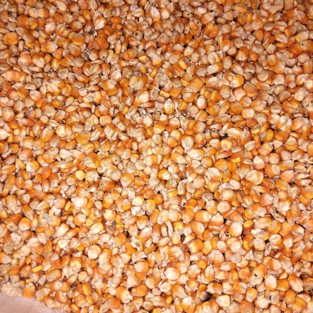 Jagung Pipil 1kg pakan ayam