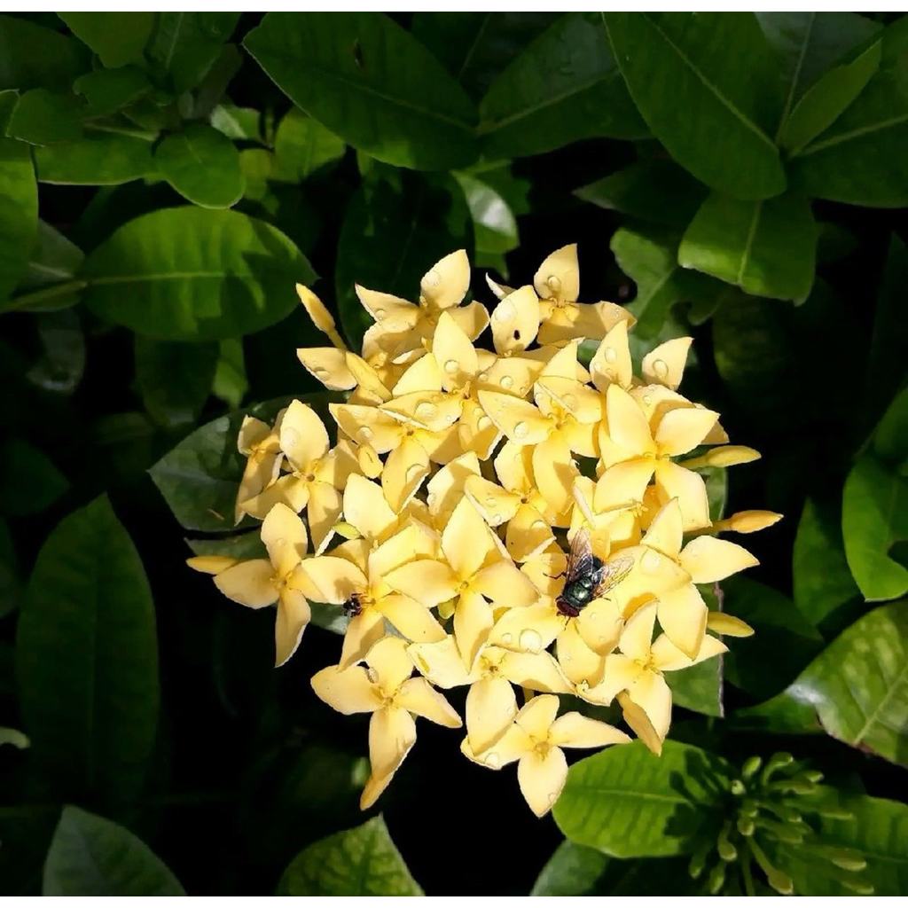 Tanaman Hias Bunga Asoka Kuning - Asoka Bunga Kuning