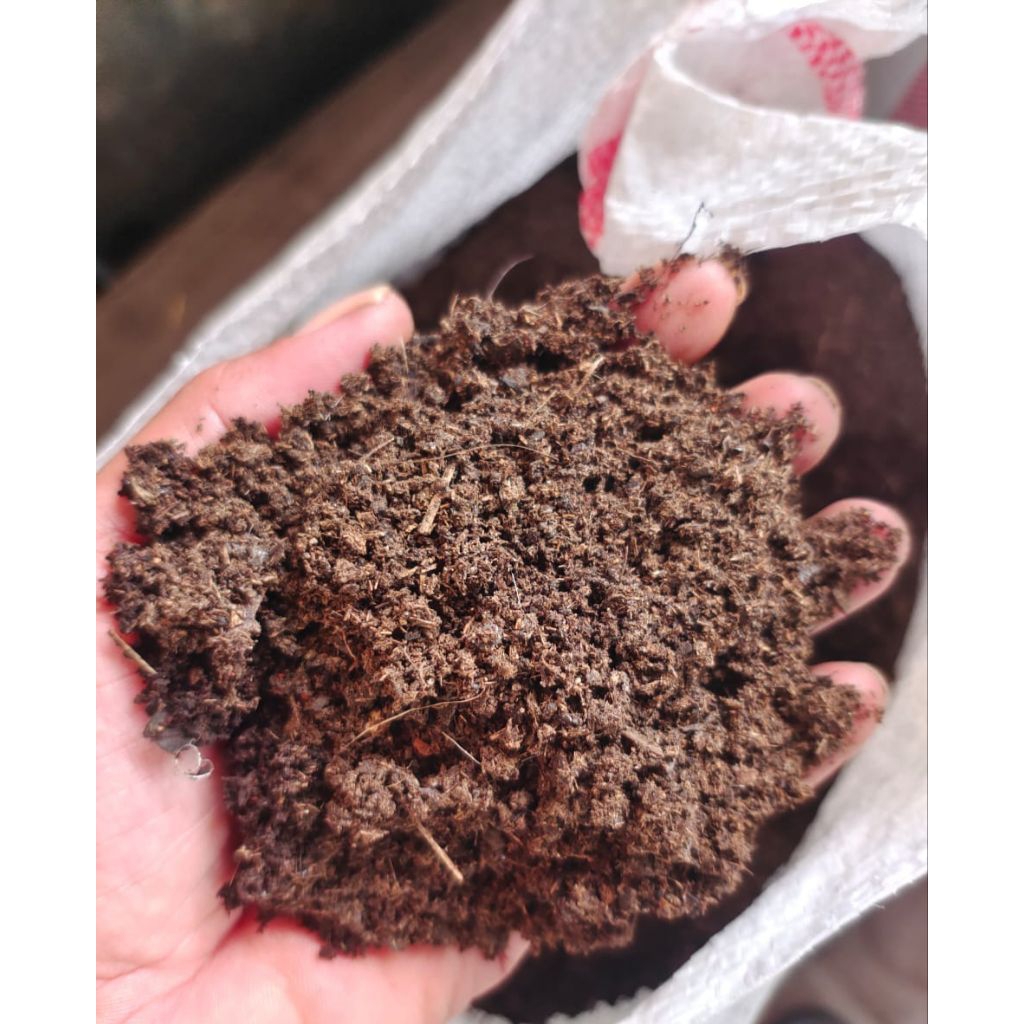 kohe kambing srintil murni tanpa campuran