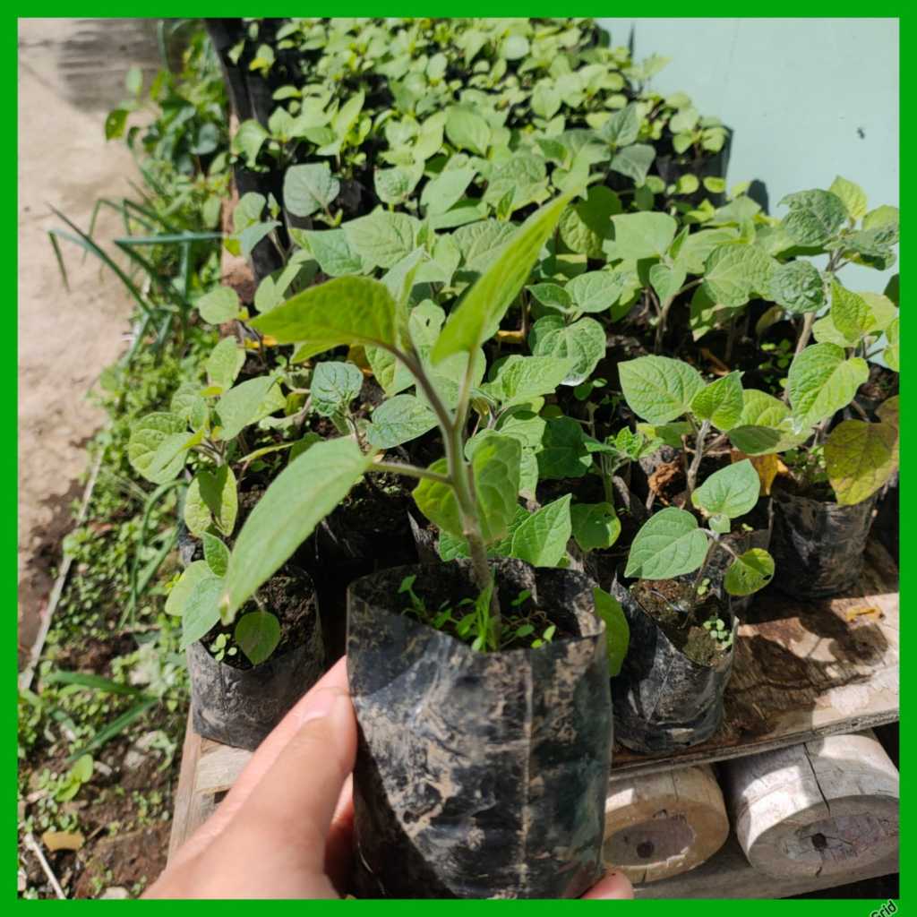 SIAP TANAM BIBIT BUAH CIPLUKAN JUMBO