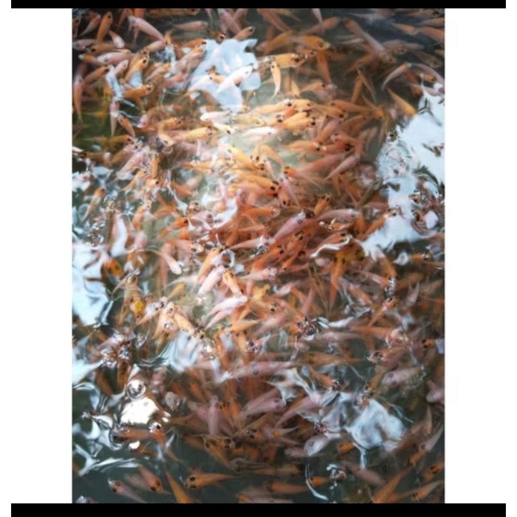 Nila Bibit Ikan/ Nila Paket 100 ekor Kualitas