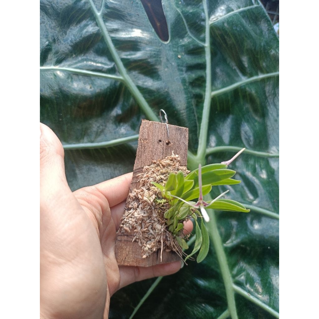 BulbopyllumDolichoglothis