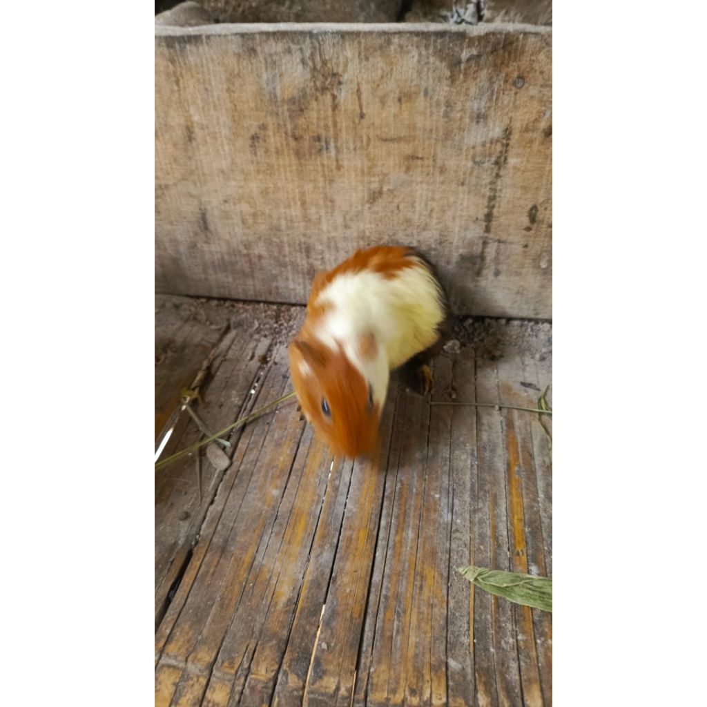 Marmut lokal anakan gemes guinea pig