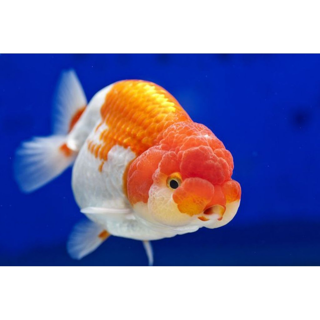ikan koki ranchu red white lion head