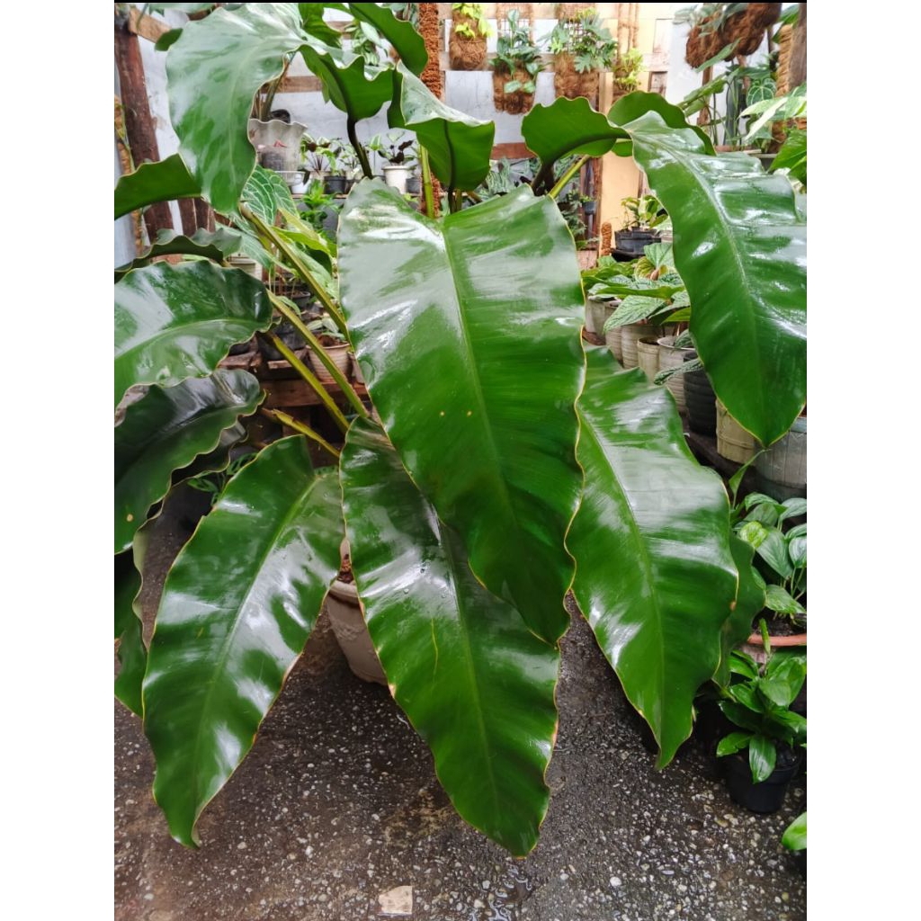 EPIPREMNUM GIGANTEUM / TANAMAN HIAS