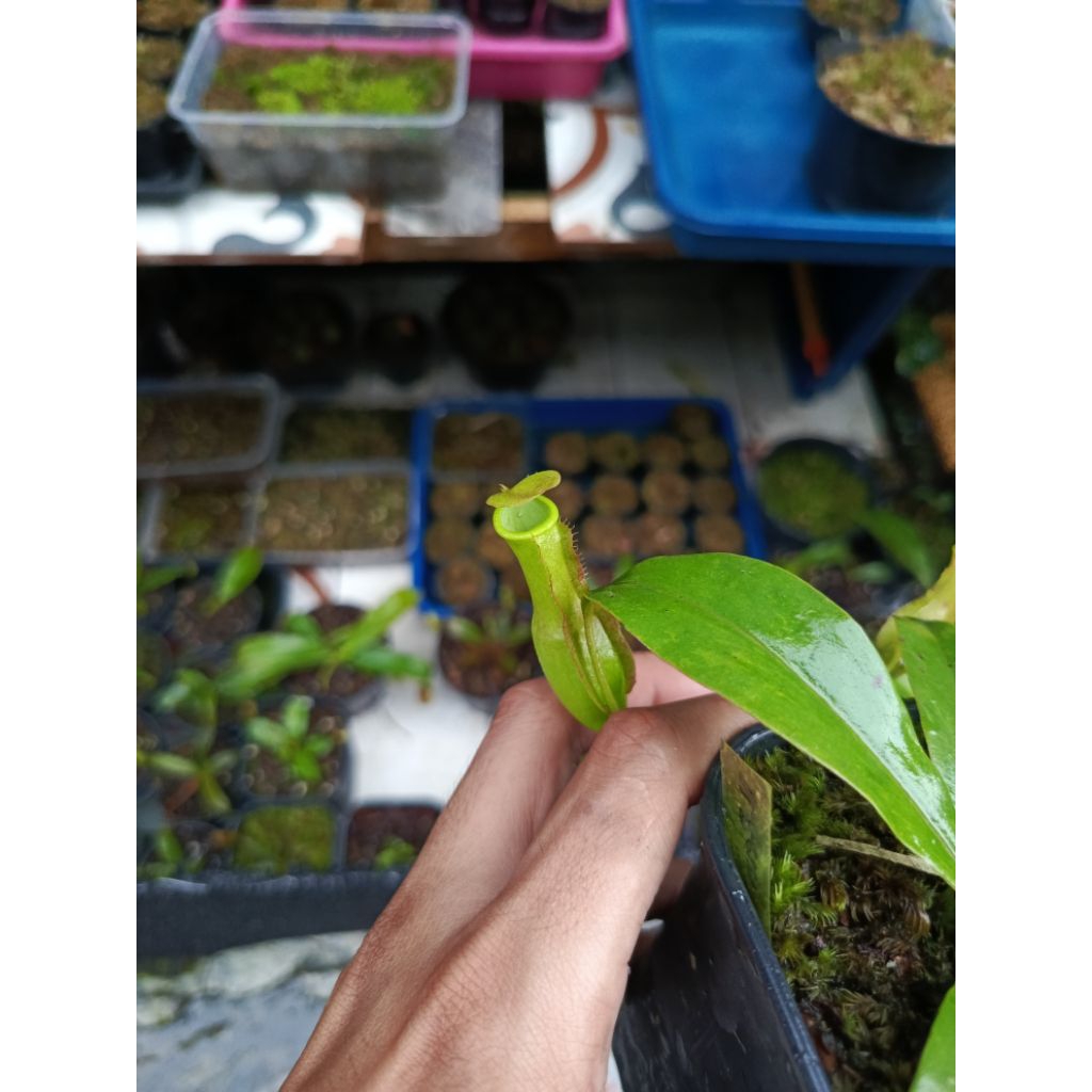 Nepenthes Reinwardtiana Hybrid