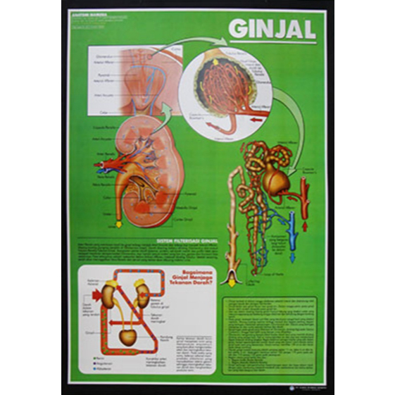Poster Ginjal / Anatomi Manusia / Organ Tubuh Manusia