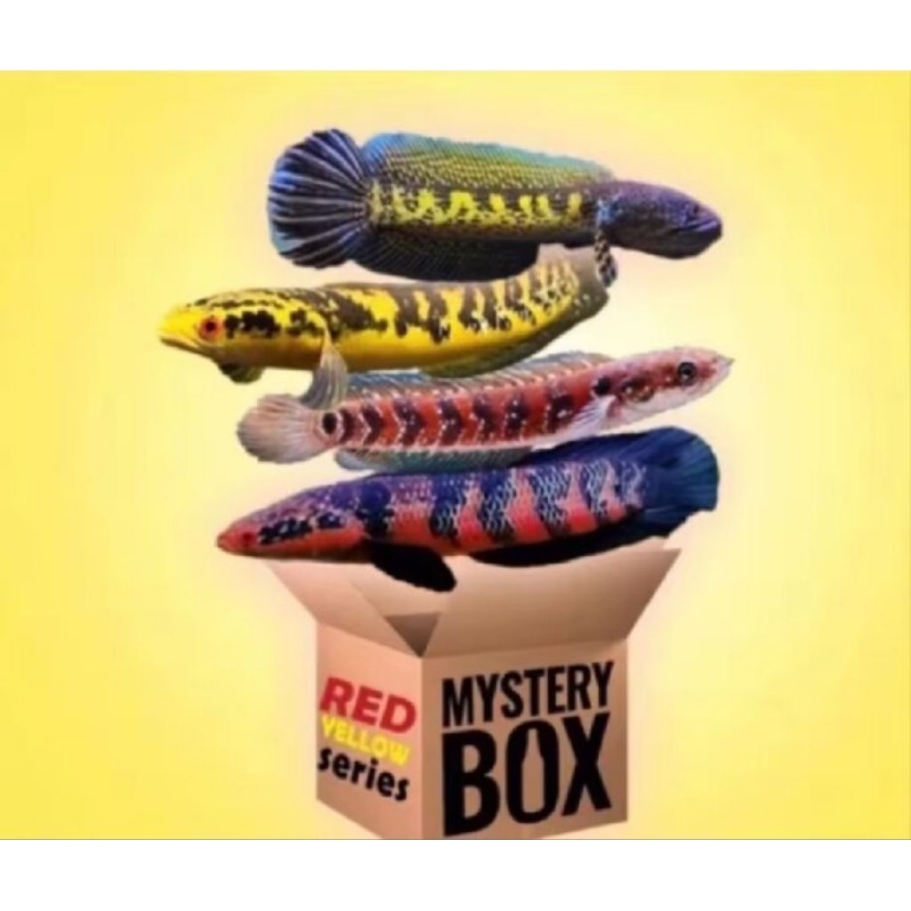 Mystery Box Chana - Isi 1 Ekor, Ukuran 3-6 cm, Anti Limbata