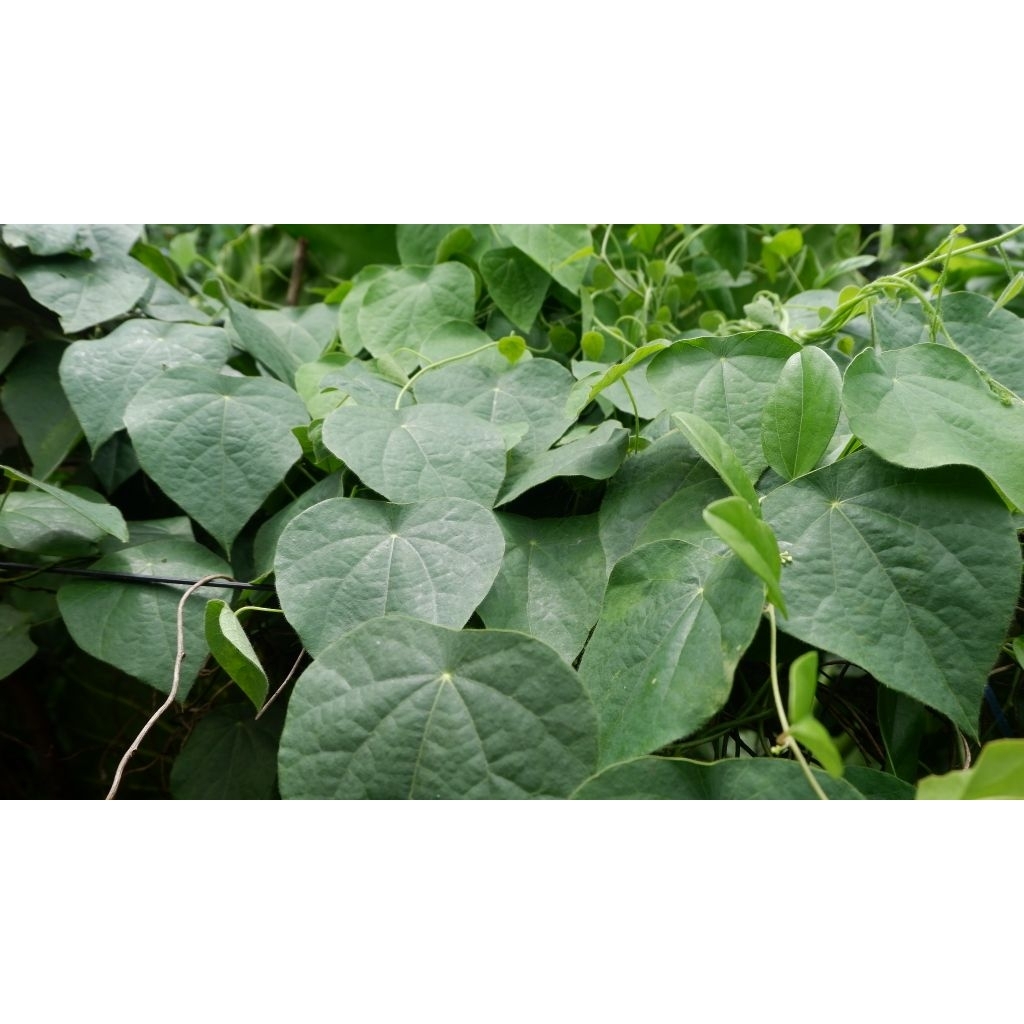 Daun Cincau Hijau Rambat Bulu