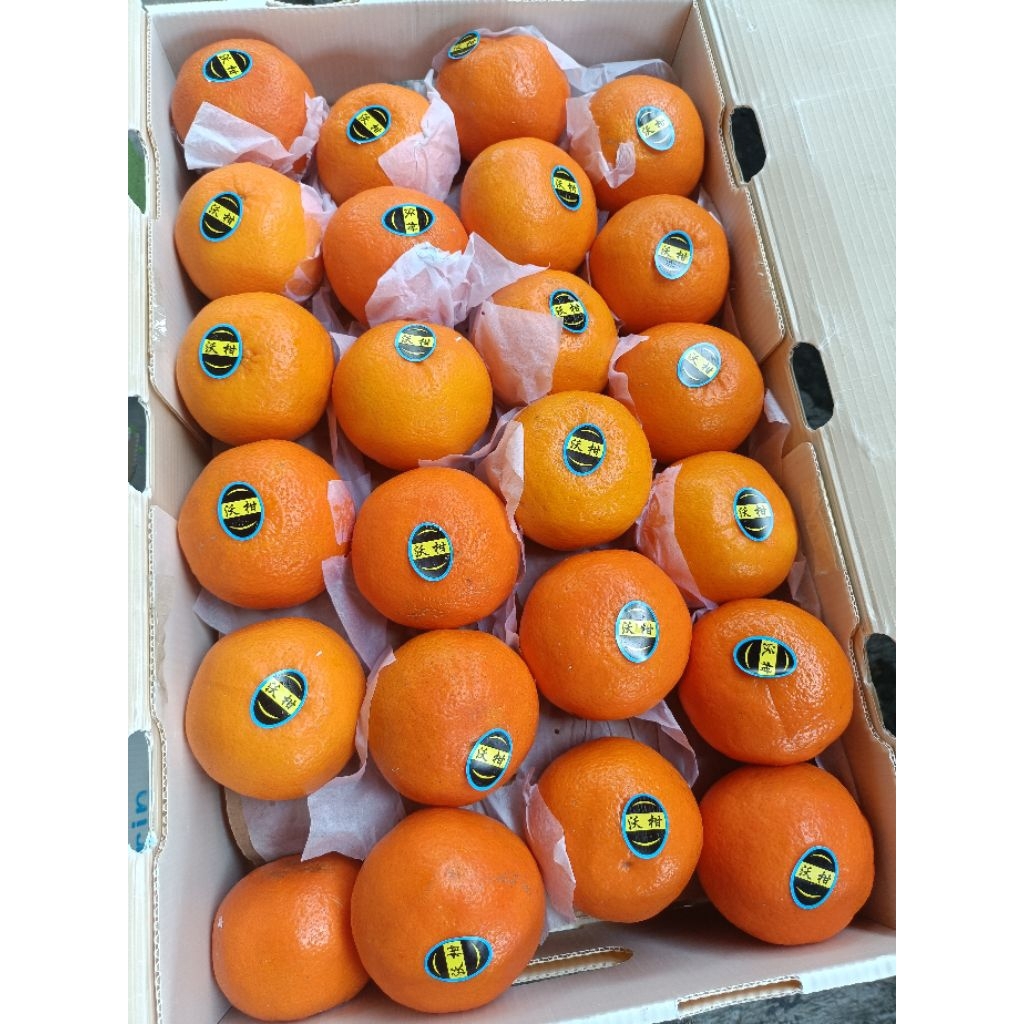 jeruk Mandarin wokam