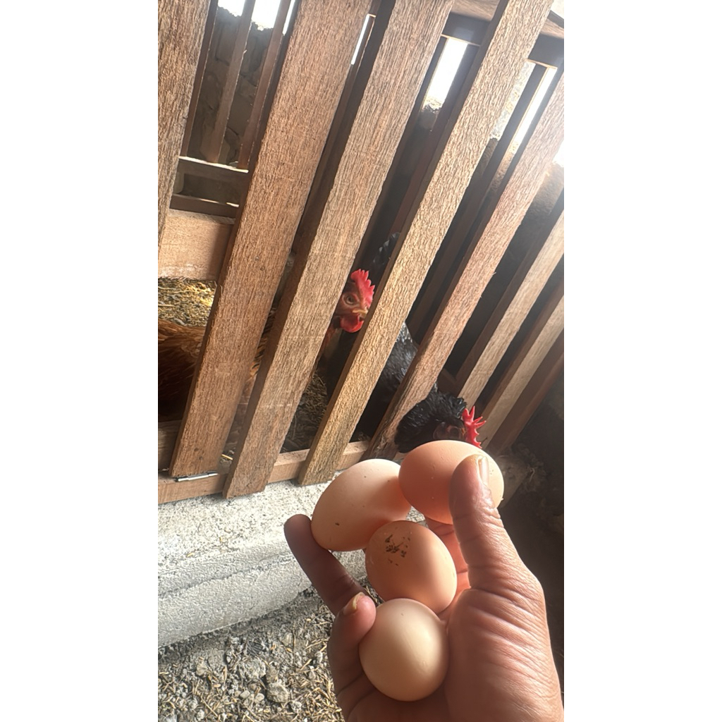 Telur Fertil Ayam Bp3(black permud 3)