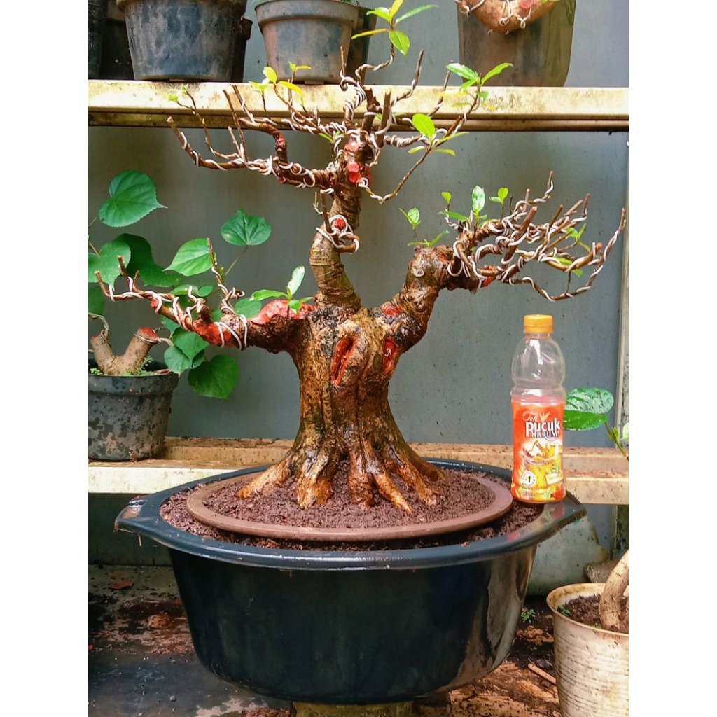 bonsai loa gede prospek subur 1.700.000 program akar mantap.