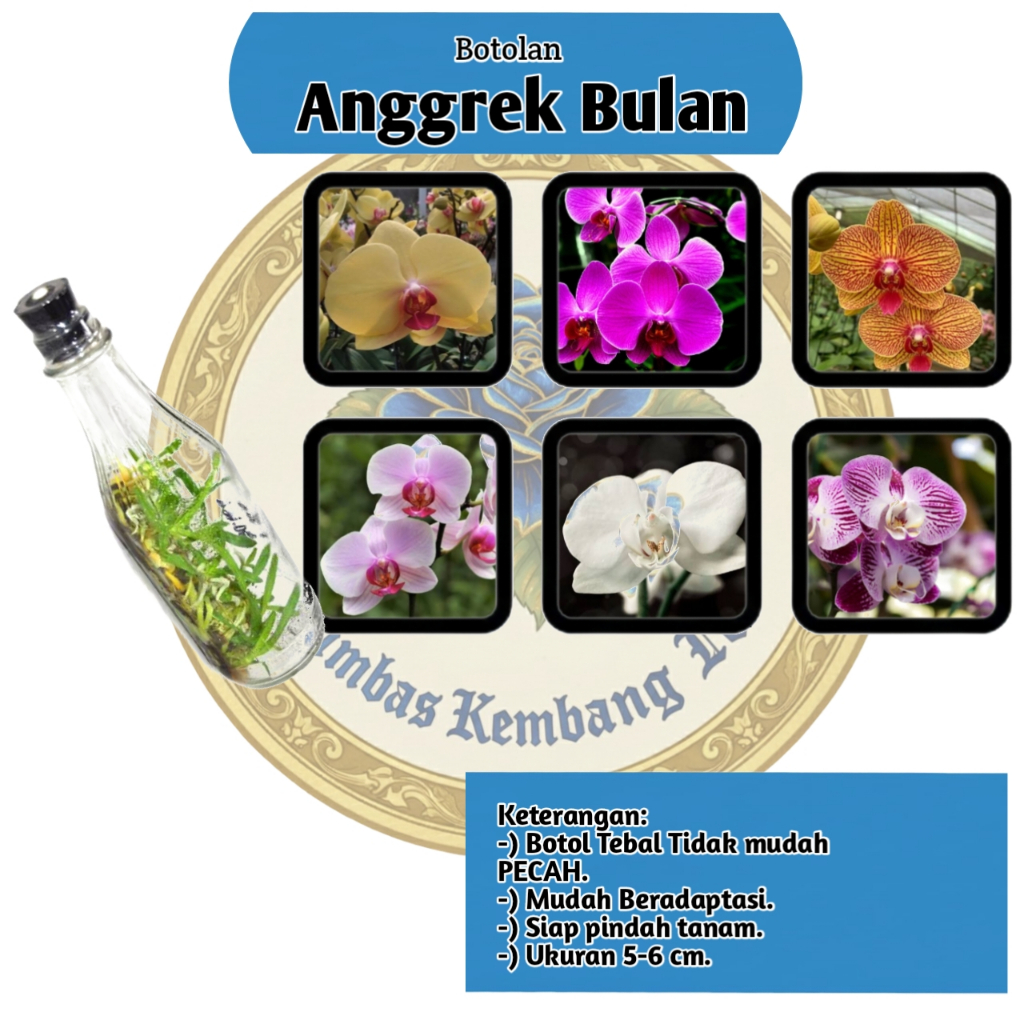 Bibit anggrek Botol Bulan (Ph/Phalaenopsis) Isi 20-25 Plants Siap Tanam Berakar Sehat Random Colour 
