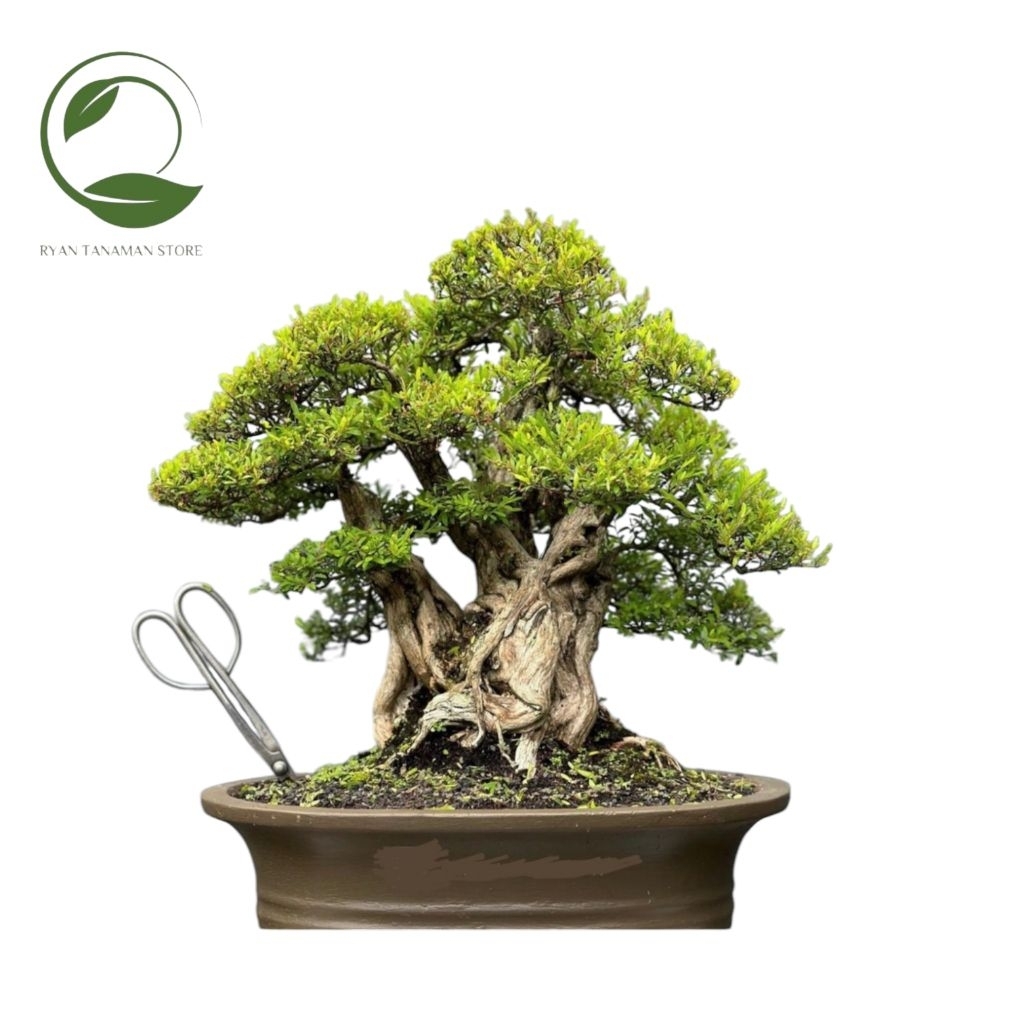 Bonsai Cendrawasih - Bahan Bonsai Cendrawasih - Tanaman Koleksi