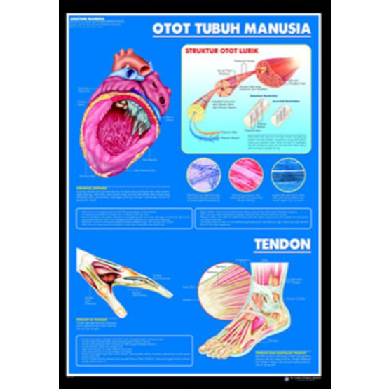 Poster Otot Tubuh Manusia / Anatomi Manusia / Organ Tubuh Manusia