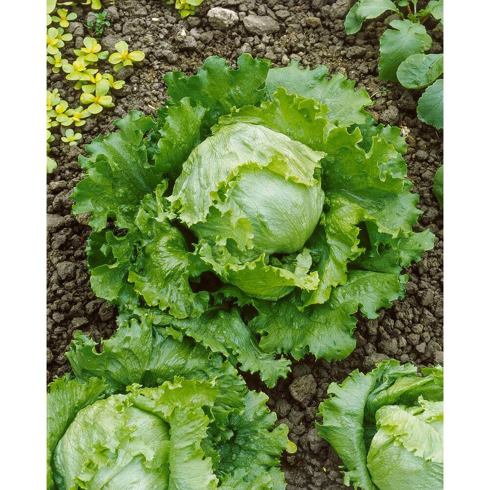 HASIL UNGGUL BENIH SELADA ICEBERG