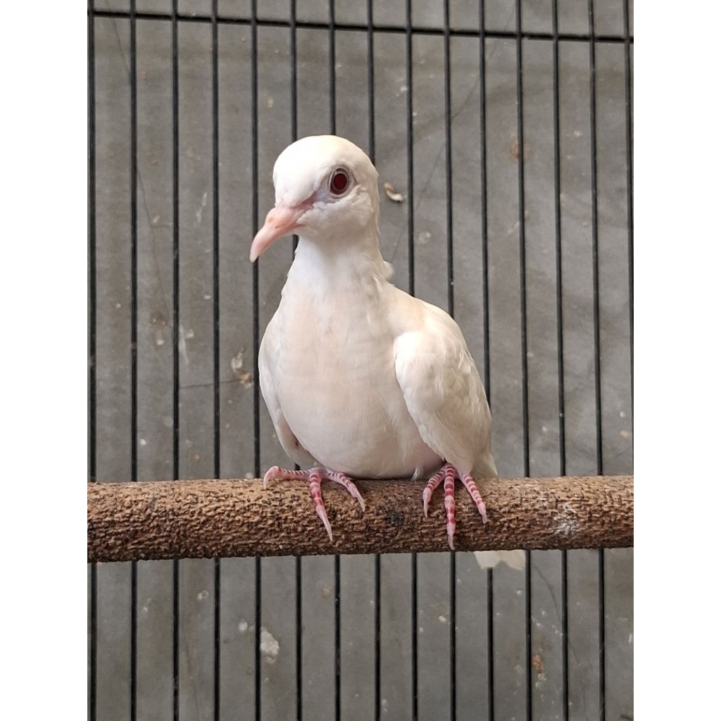 Perkutut Putih Kapas Mata Merah grid A