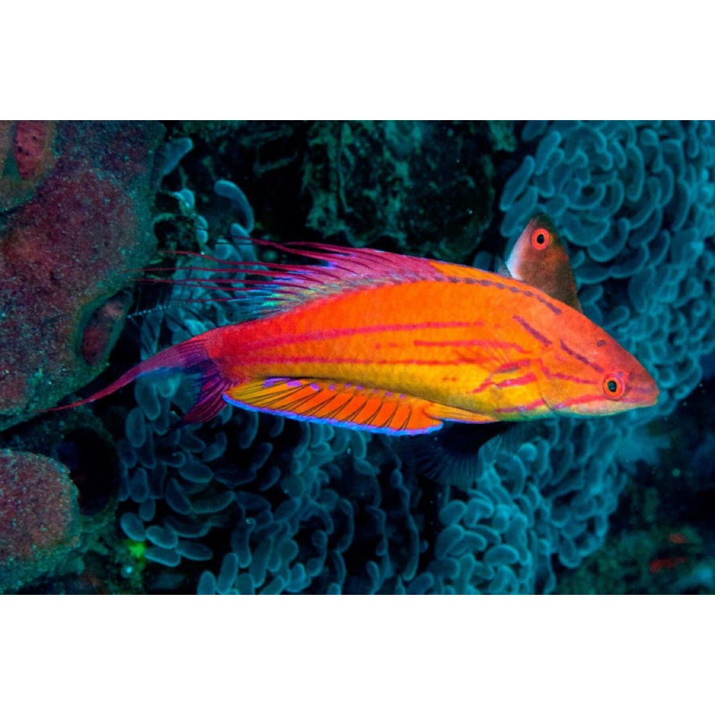ikan dianfish filamentous flasher wrasse