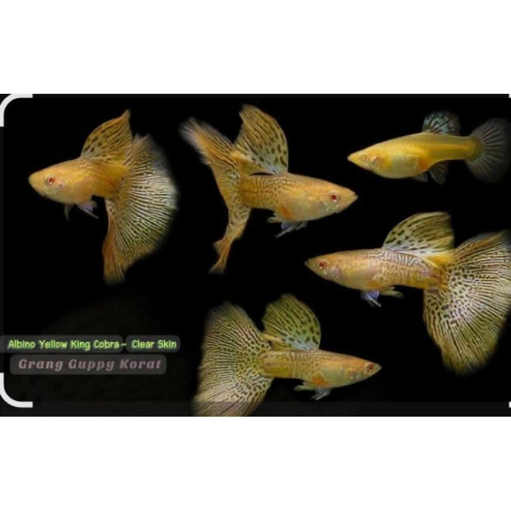 Guppy Albino Yellow Cobra Sepasang Murah | Jantan Betina Siap Breed | Warna Cerah Sehat Aktif