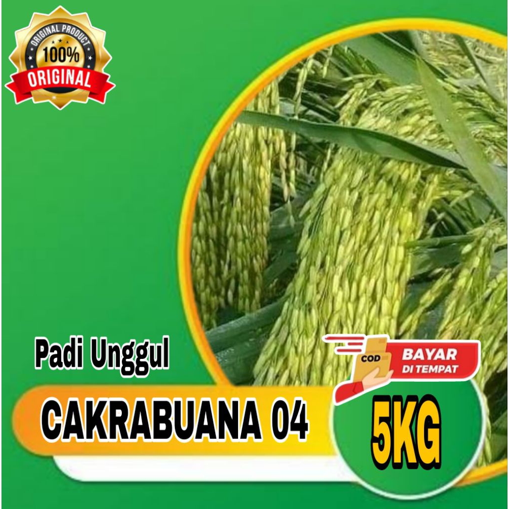 (5KG BENIH PADI) BIBIT PADI UNGGUL CAKRABUANA 04