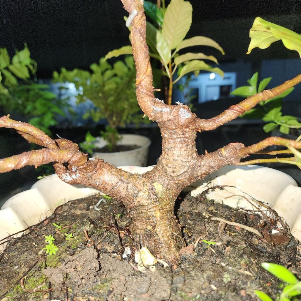 Program Bonsai Binut Loa Prospek