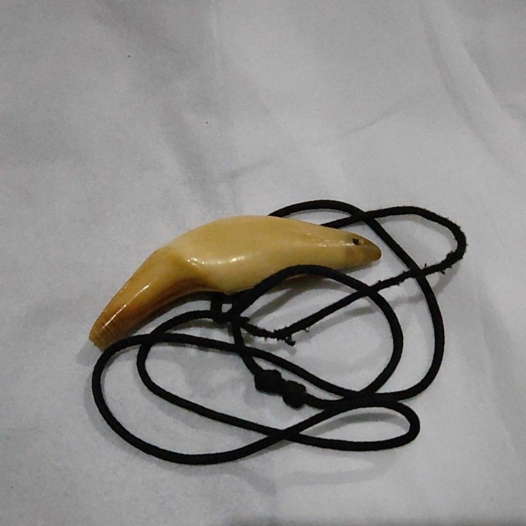 liontin taring beruang Kalimantan asli