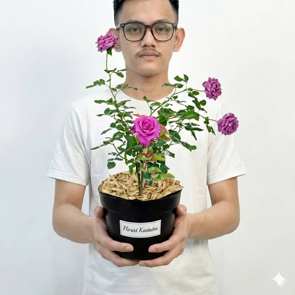 Tanaman Hidup Bunga Mawar Import Claude Brasseur Wangi 20-30cm - Florist Kastuba