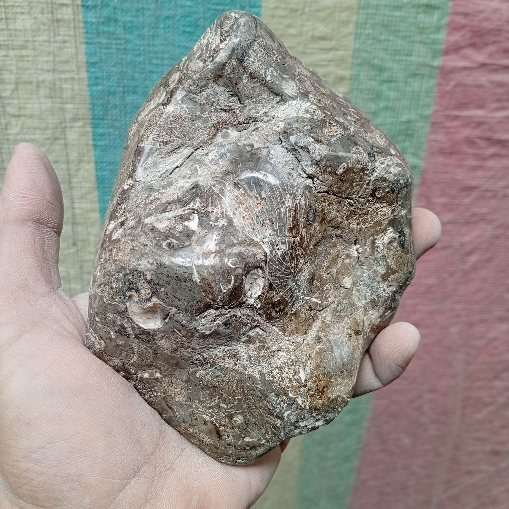 Shell stone batu posil keong kerang purba unik