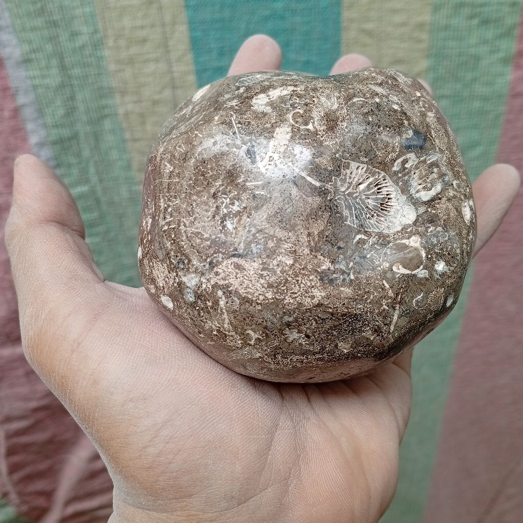 batu posil keong kerang purba Shell stone unik
