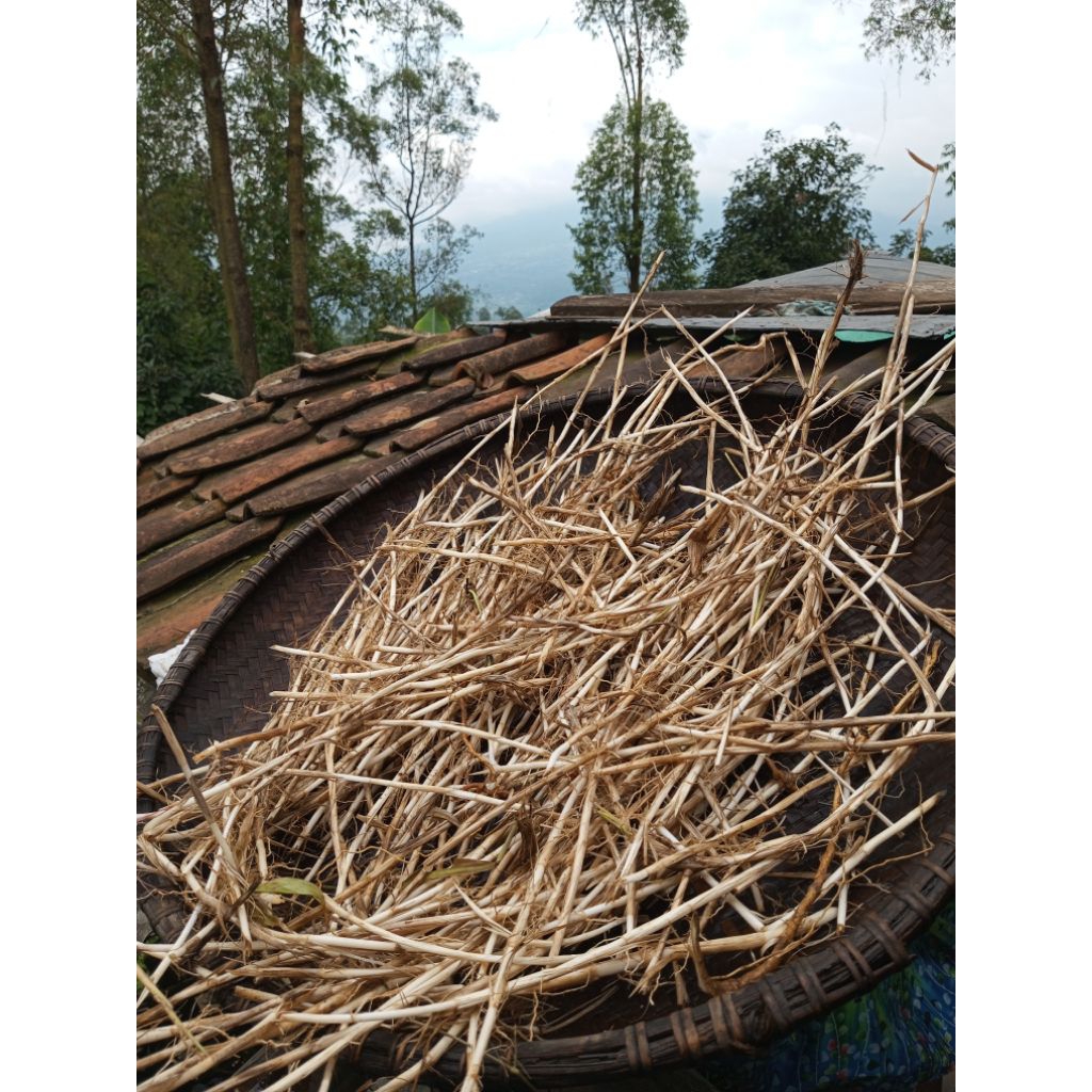Akar alang alang segar 500gr obat herbal alami