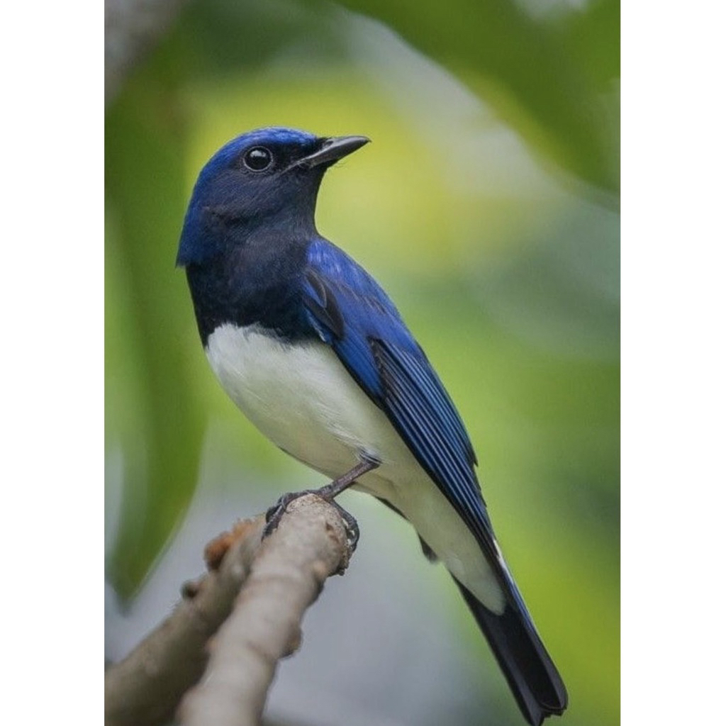 burung bahan tledekan laut