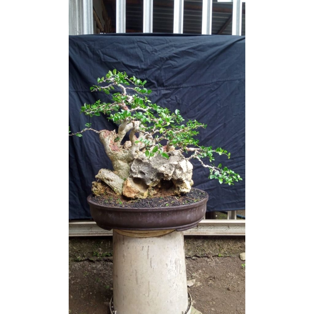 bonsai serut ORI karang