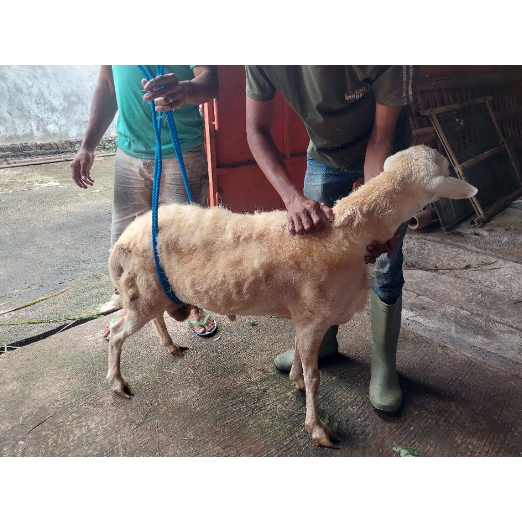 Domba Jantan Bobot ±40kg siap kirim