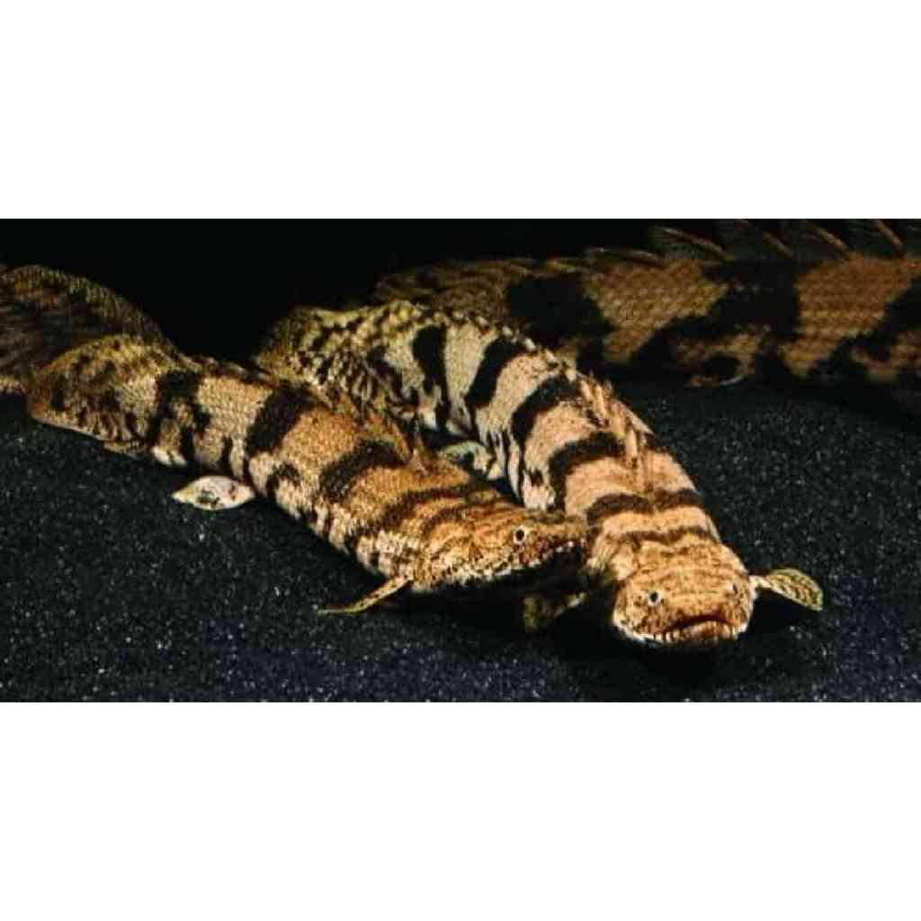 Ikanesia - Ikan Hias Predator Palmas Endlicheri 30-34 cm