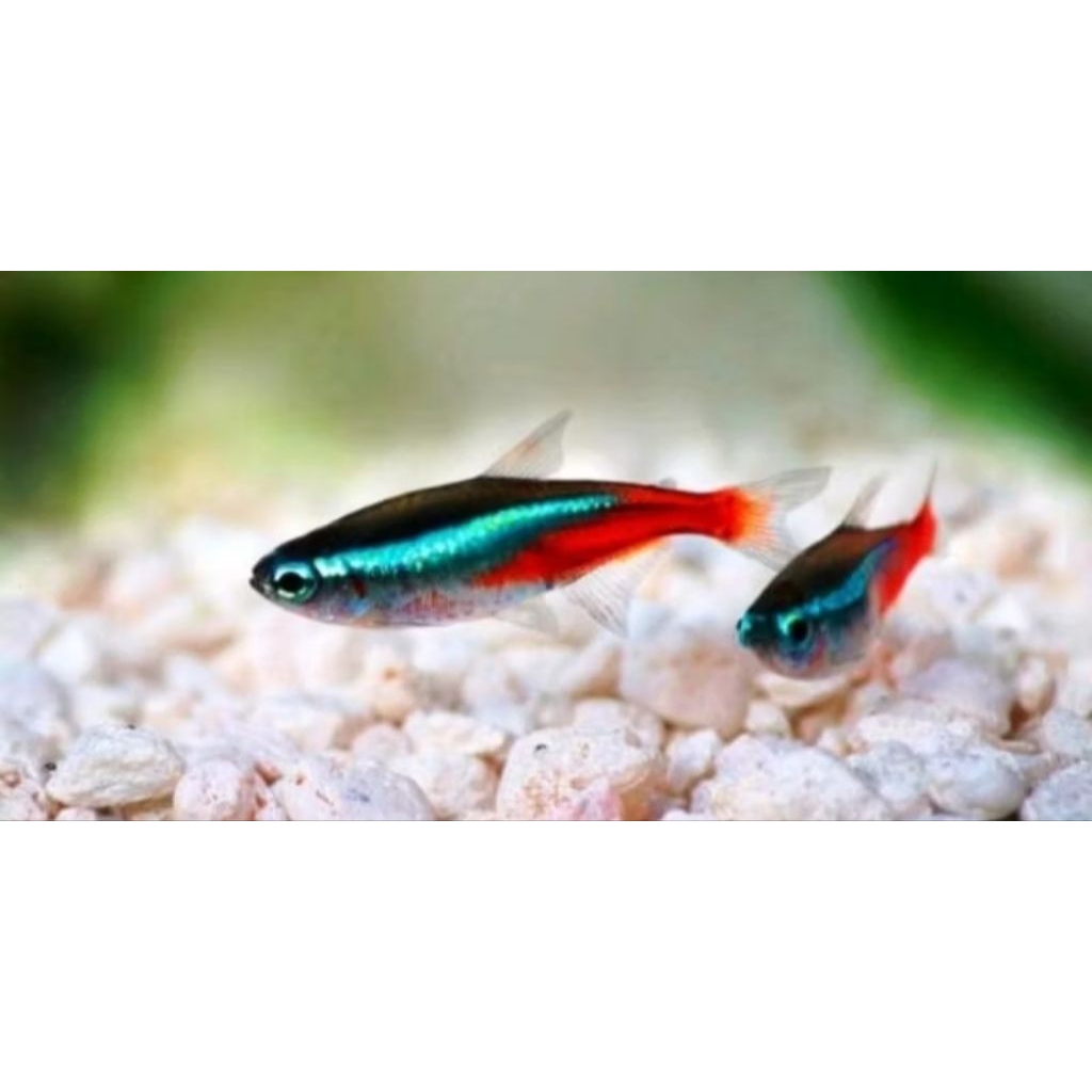 banyak parian mix 30 dekorasi Akuarium aquaseceps aquarium air tawar Glowfish warna warni menyala gu
