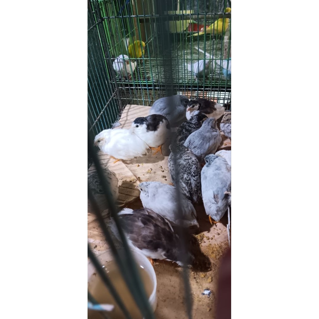 PUYUH BATU HIAS IMUT BAGUS BUAT ISI AVIARY