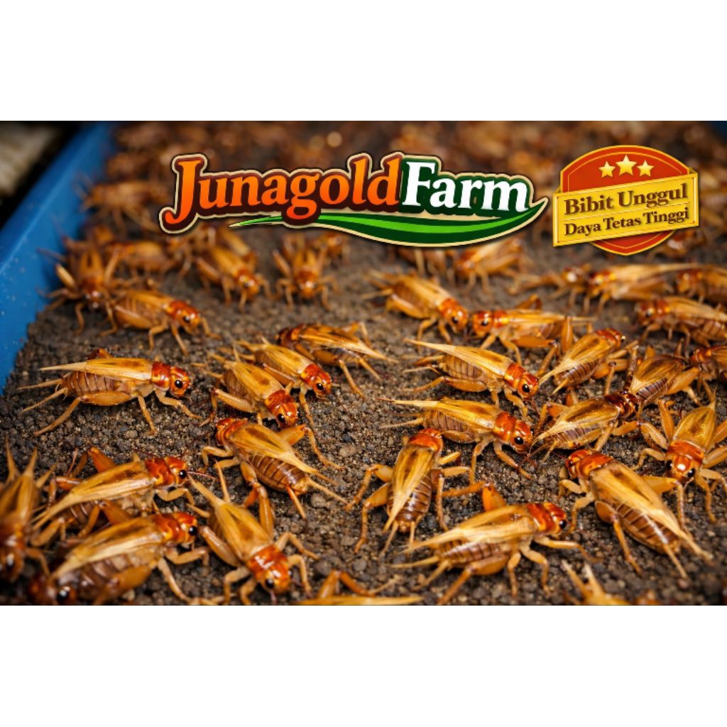 Telur Jangkrik 1 Ons Super Fresh | Daya Tetas Tinggi | Bibit Unggul JunagoldFarm