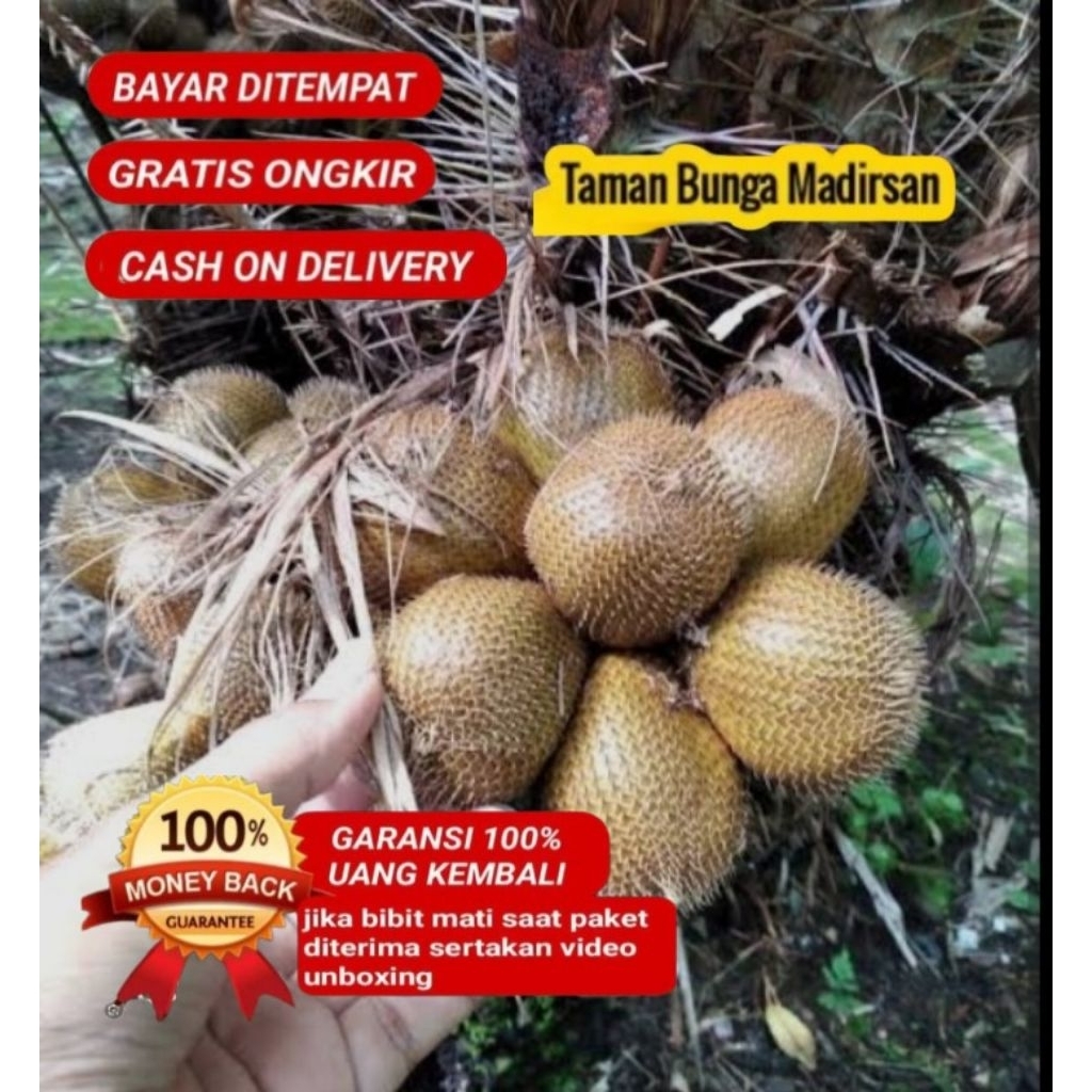 Bibit Salak Gading Super Unggul