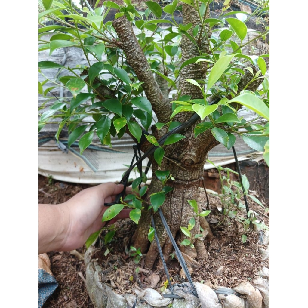 bonsai kimeng bonggolan murah ukuran besar