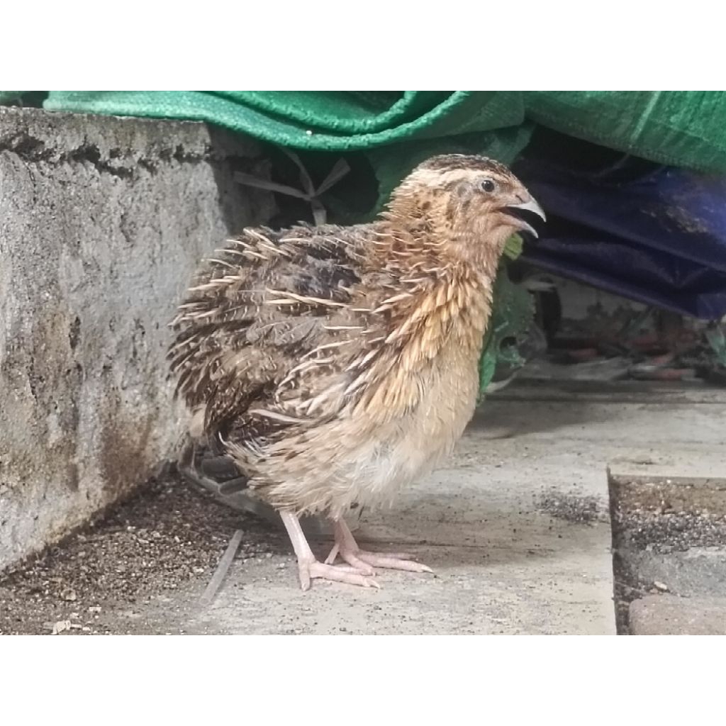 Puyuh jantan hidup dewasa