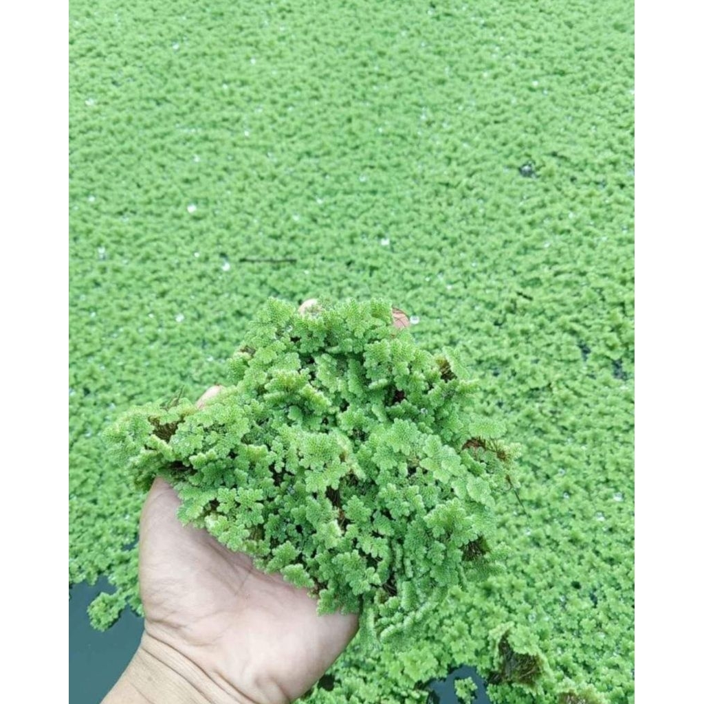 Azolla Segar 500 gram | bibit azolla | pakan ayam bebek pakan gurame nila lele